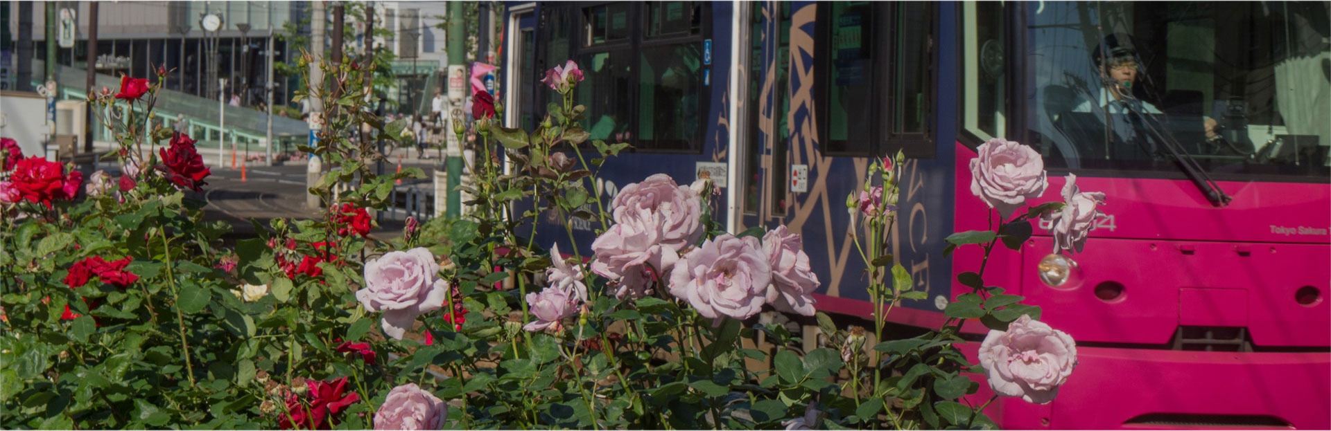 ぼたんと藤の花を楽しもう!