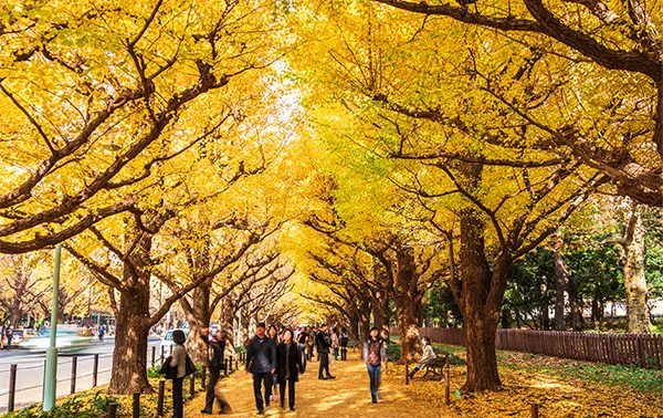 国立代々木競技場