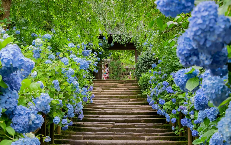 Kamakura is the famous Ajisai(hydrangea) spots