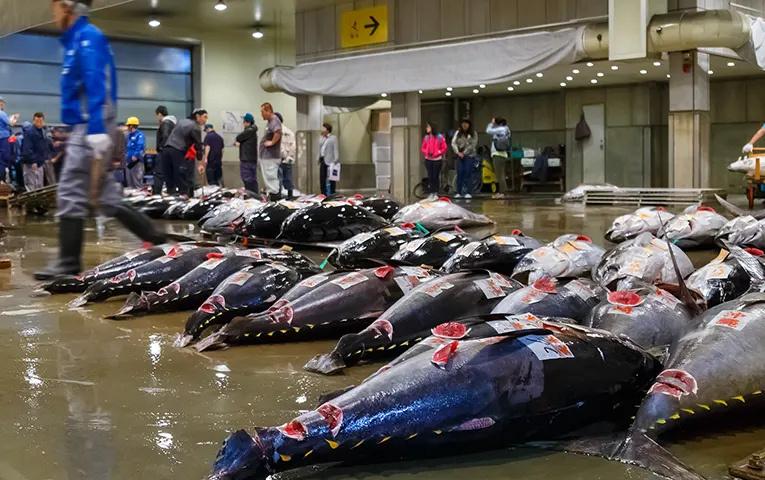 Tuna Auction in Tokyo