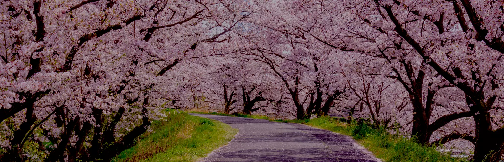 桜並木