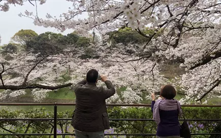 八重桜・つつじ