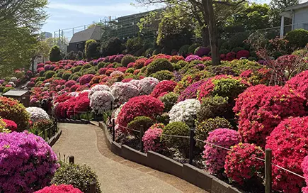 八重桜・つつじ