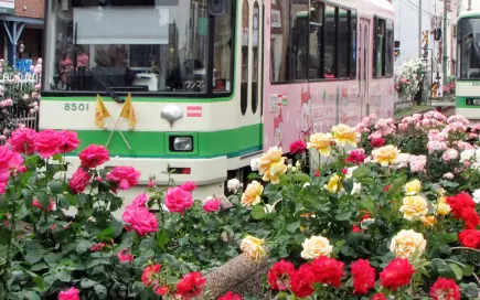 ばら（荒川線沿線）