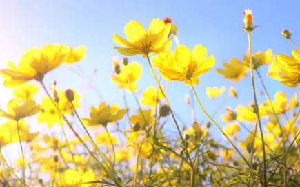 コスモス