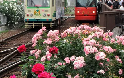 ばら（荒川線沿線）