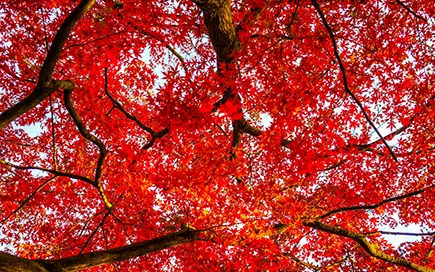 紅葉