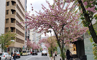 銀座桜通り