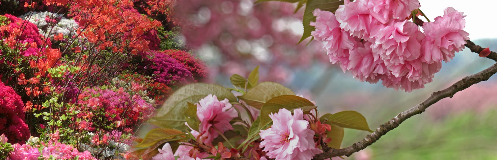 車窓から桜花見プラン