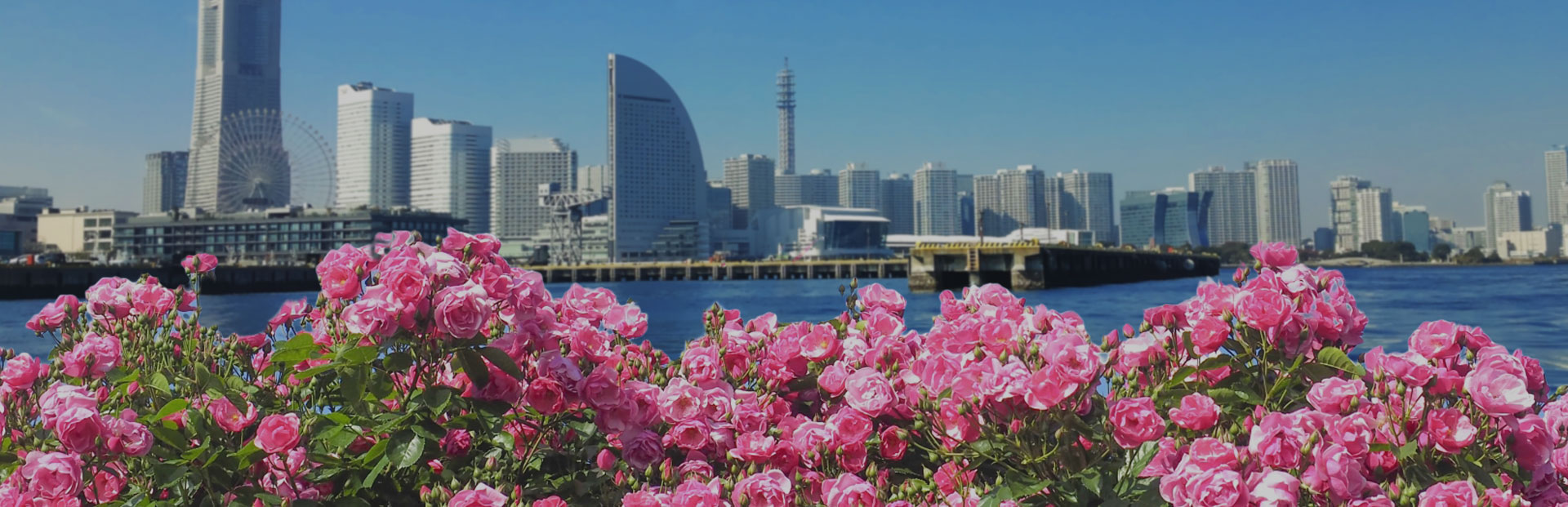 薔薇ざんまい in 横浜!